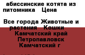 абиссинские котята из питомника › Цена ­ 15 000 - Все города Животные и растения » Кошки   . Камчатский край,Петропавловск-Камчатский г.